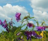 Vicia varia