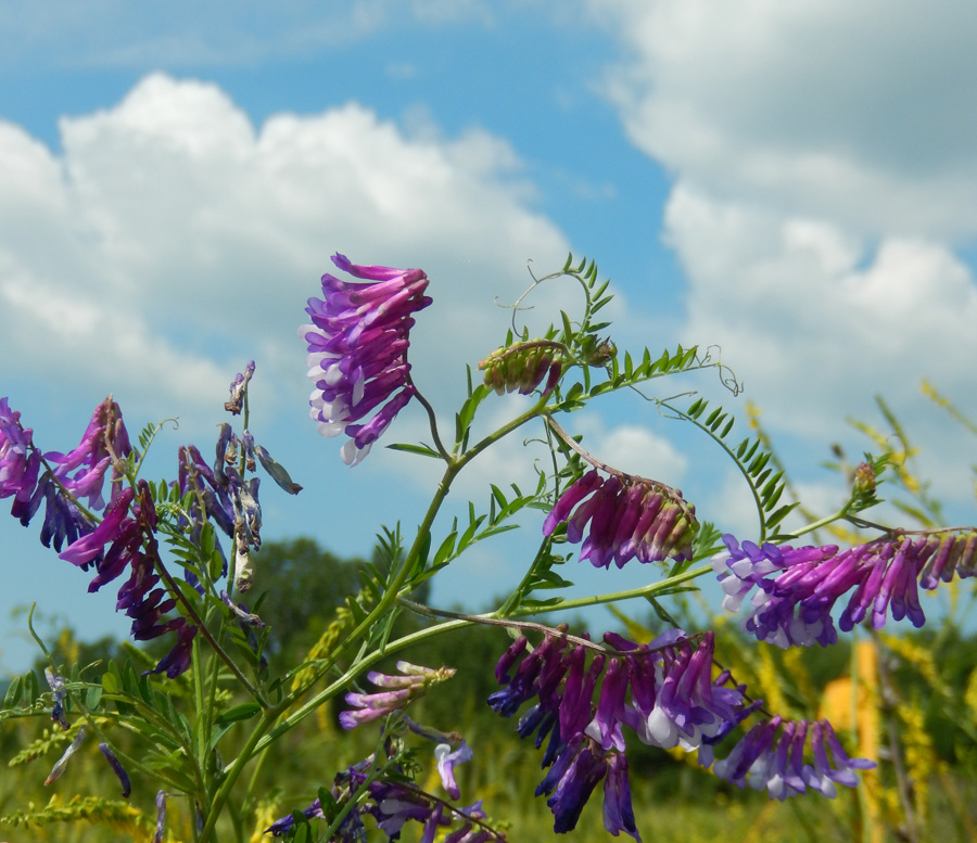 Изображение особи Vicia varia.