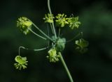 Bupleurum longifolium ssp. aureum