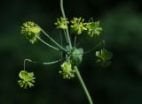 Bupleurum longifolium подвид aureum. Элементарные соцветия-зонтики. Пермский край, Оханский р-н, Тулумбаихинское сельское поселение, Кунчурихинский бор, обочина лесной дороги. 02.07.2016.