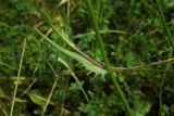 Crepis setosa