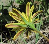 Tragopogon filifolius