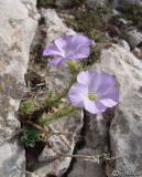 Linum lanuginosum