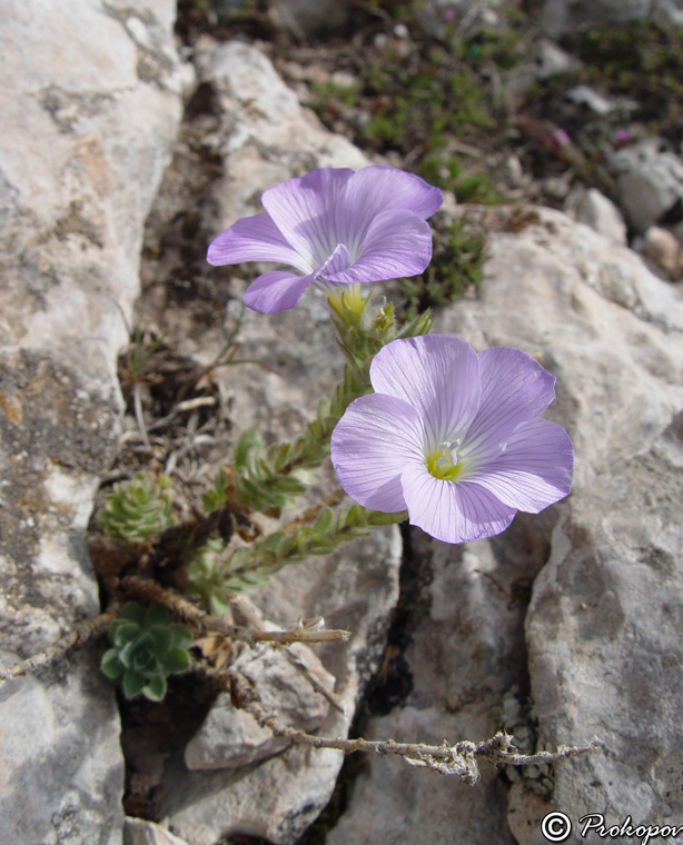 Изображение особи Linum lanuginosum.