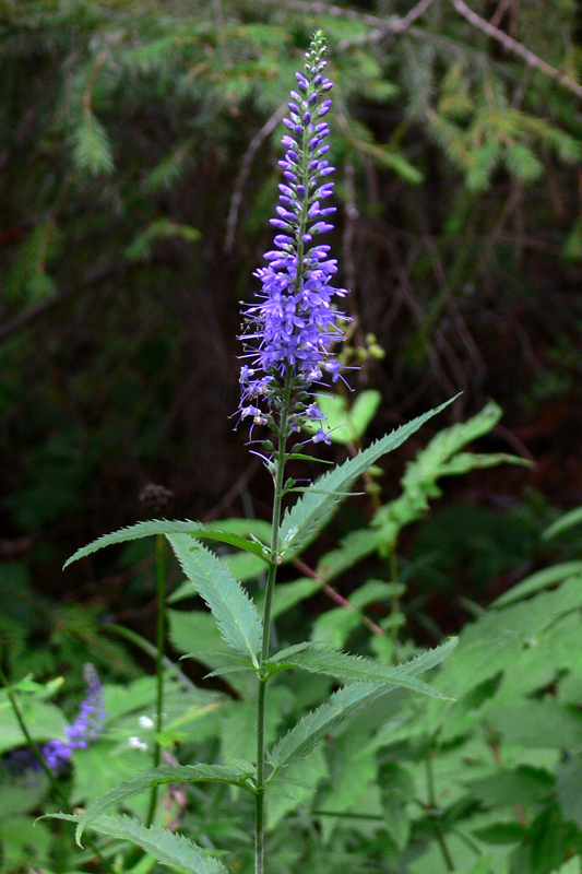 Изображение особи Veronica longifolia.