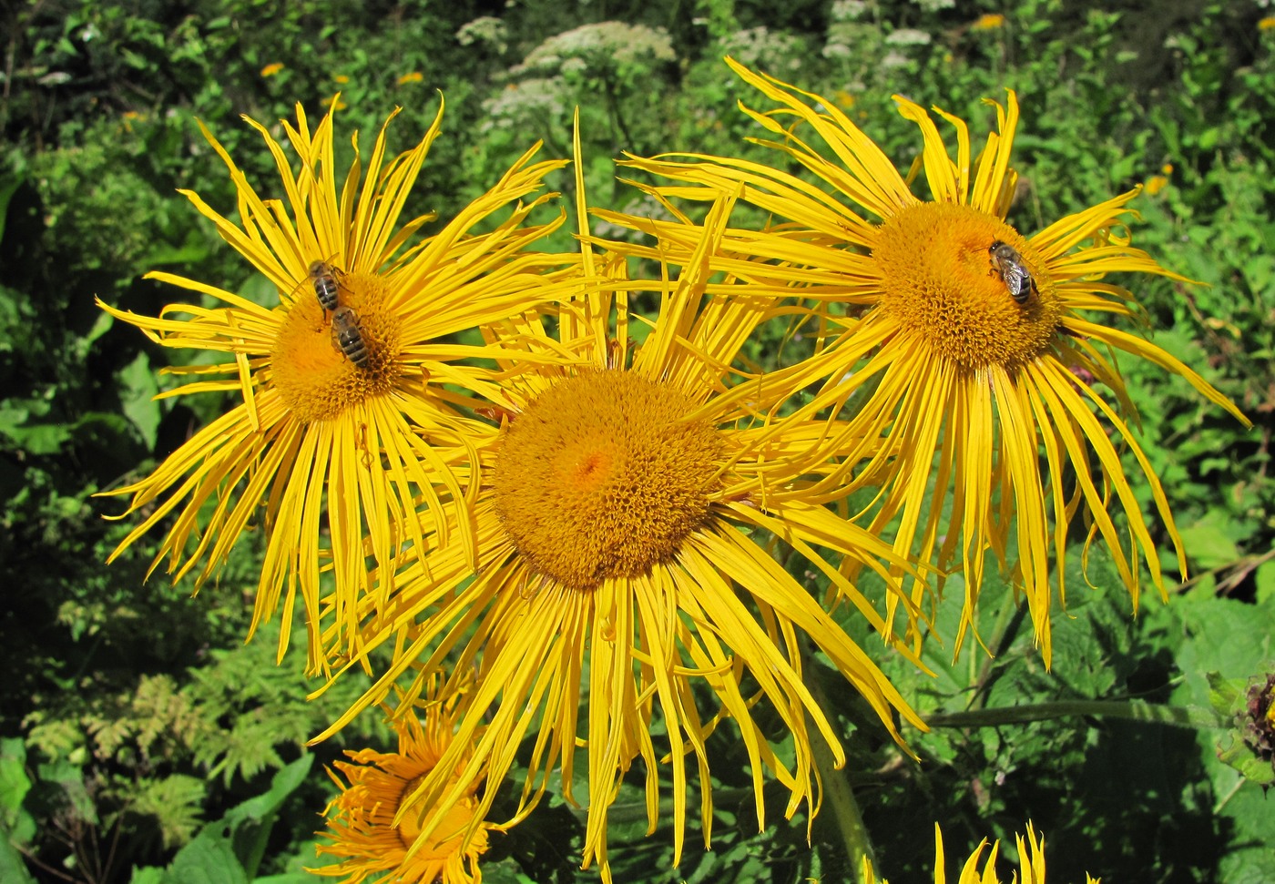 Изображение особи Inula magnifica.