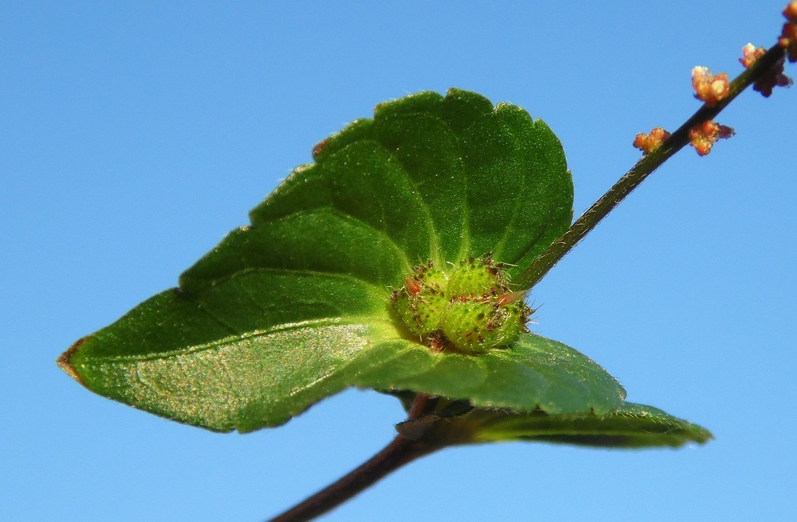 Image of Acalypha australis specimen.