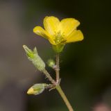 Oxalis stricta. Соцветие со следами мучнистой росы. Саратов, Кумысная поляна, дачный участок. 13.08.2016.