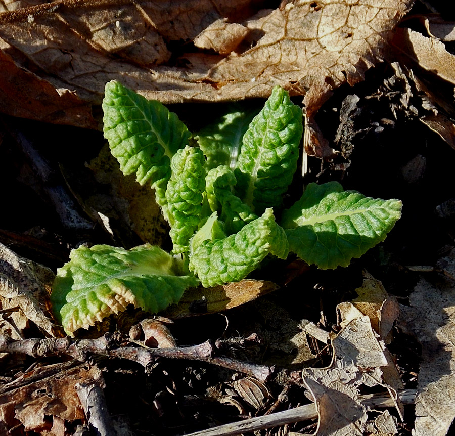 Image of Primula vulgaris specimen.