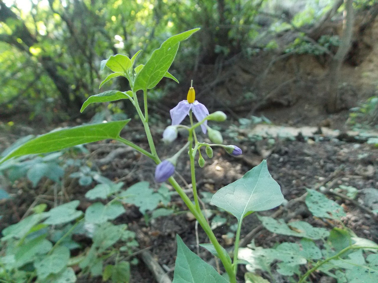 Изображение особи Solanum dulcamara.