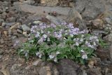 Pennellianthus frutescens