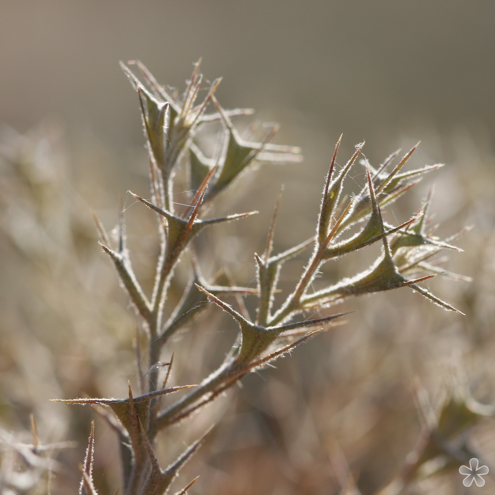 Изображение особи Ceratocarpus arenarius.