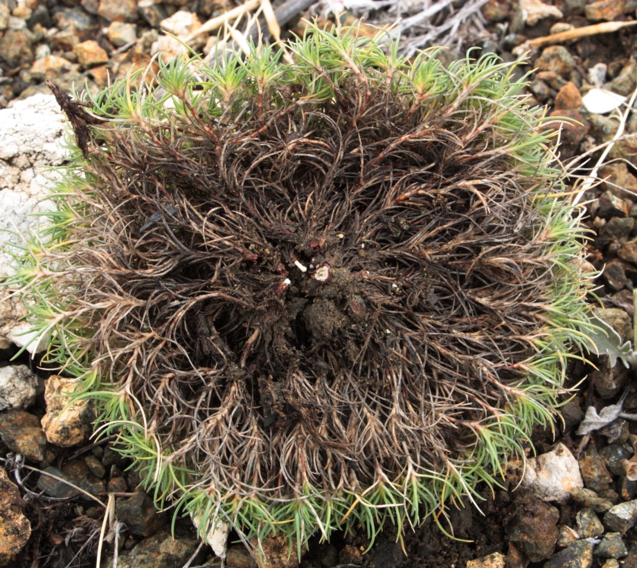 Image of Dianthus klokovii specimen.