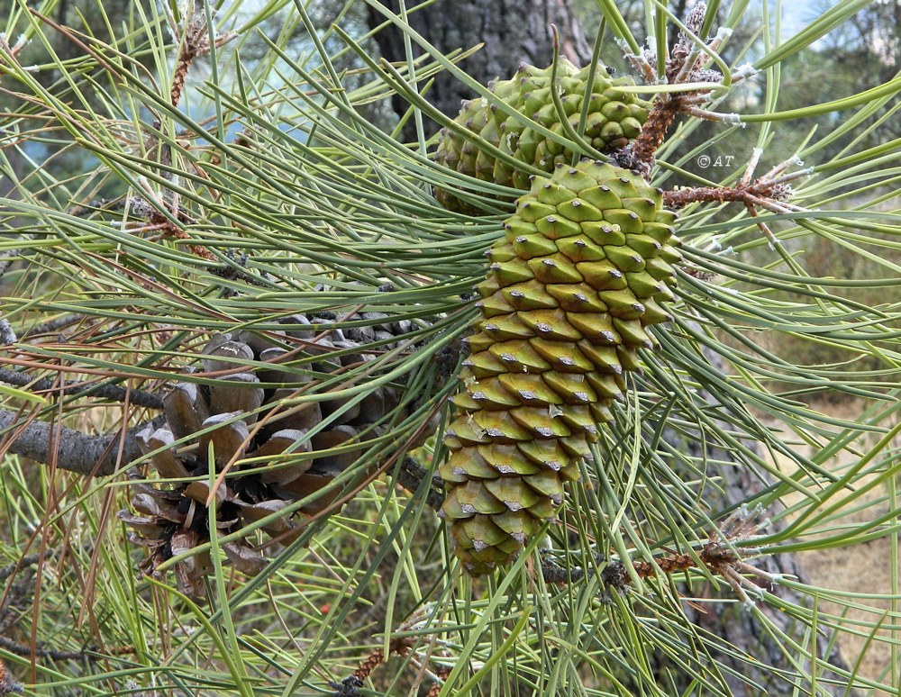 Image of Pinus pinaster specimen.