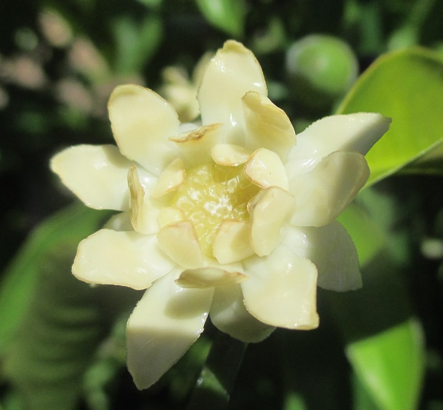 Image of Eupomatia laurina specimen.
