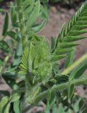 Astragalus alopecurus