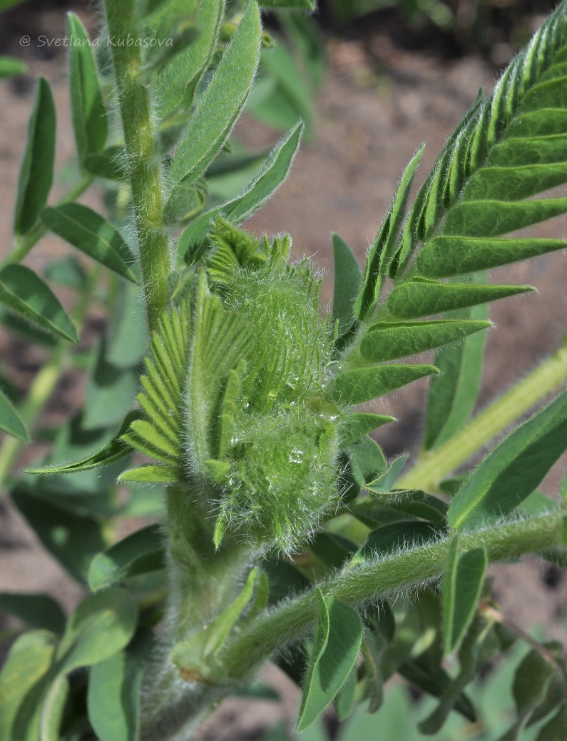 Изображение особи Astragalus alopecurus.