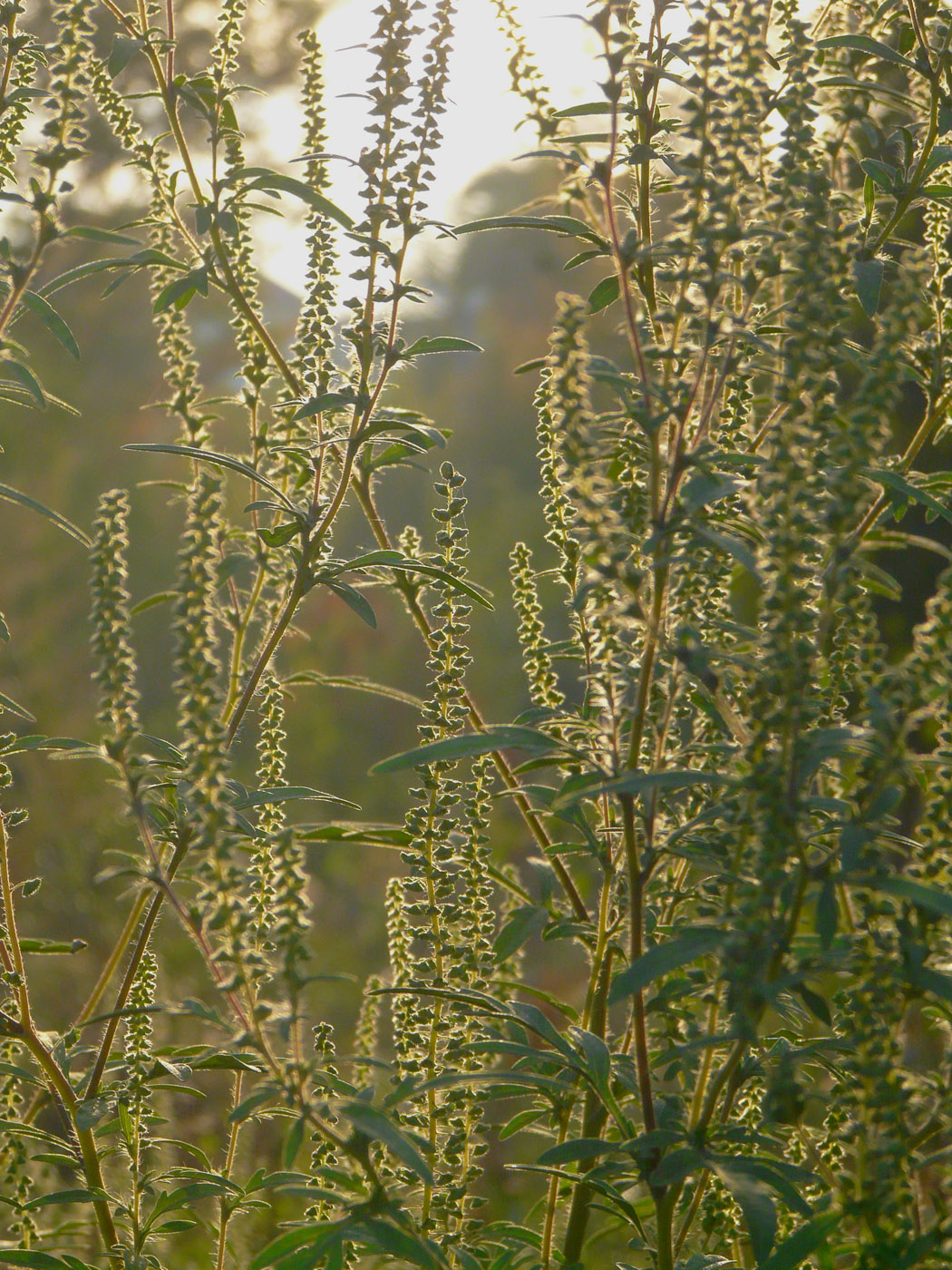 Image of Ambrosia artemisiifolia specimen.