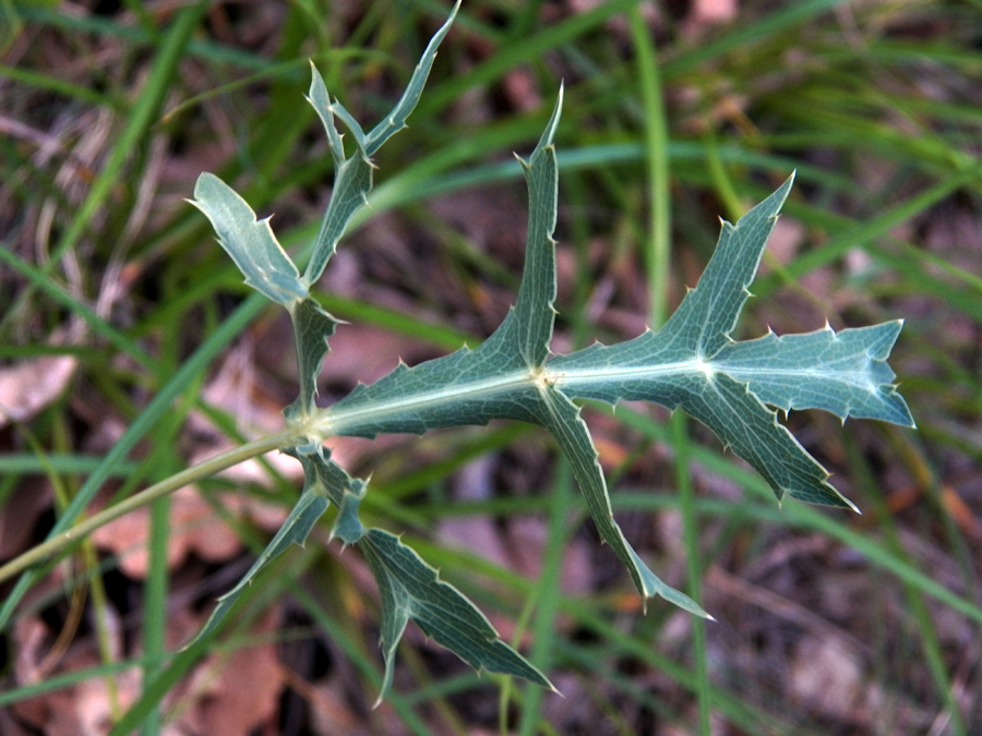 Изображение особи Eryngium campestre.