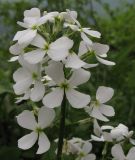 Hesperis voronovii