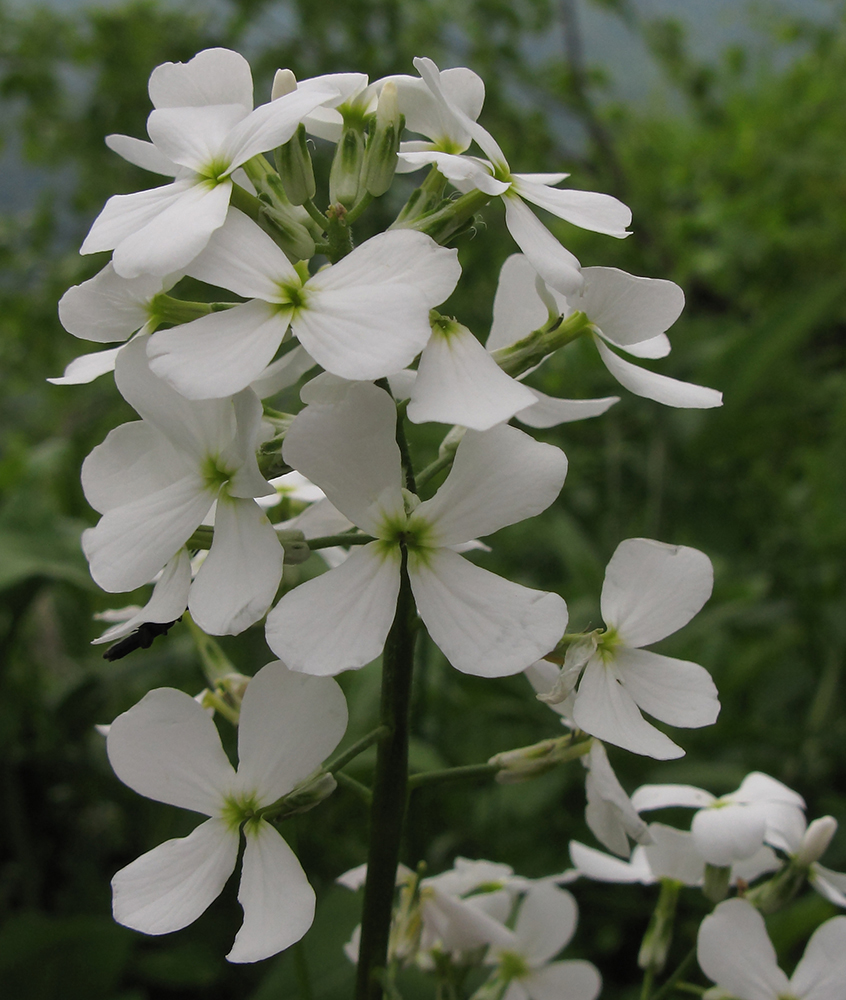 Изображение особи Hesperis voronovii.