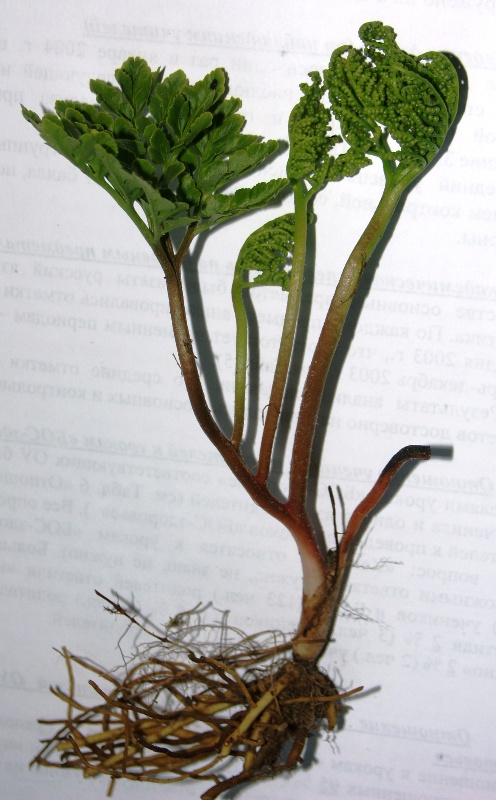 Image of Botrychium multifidum specimen.