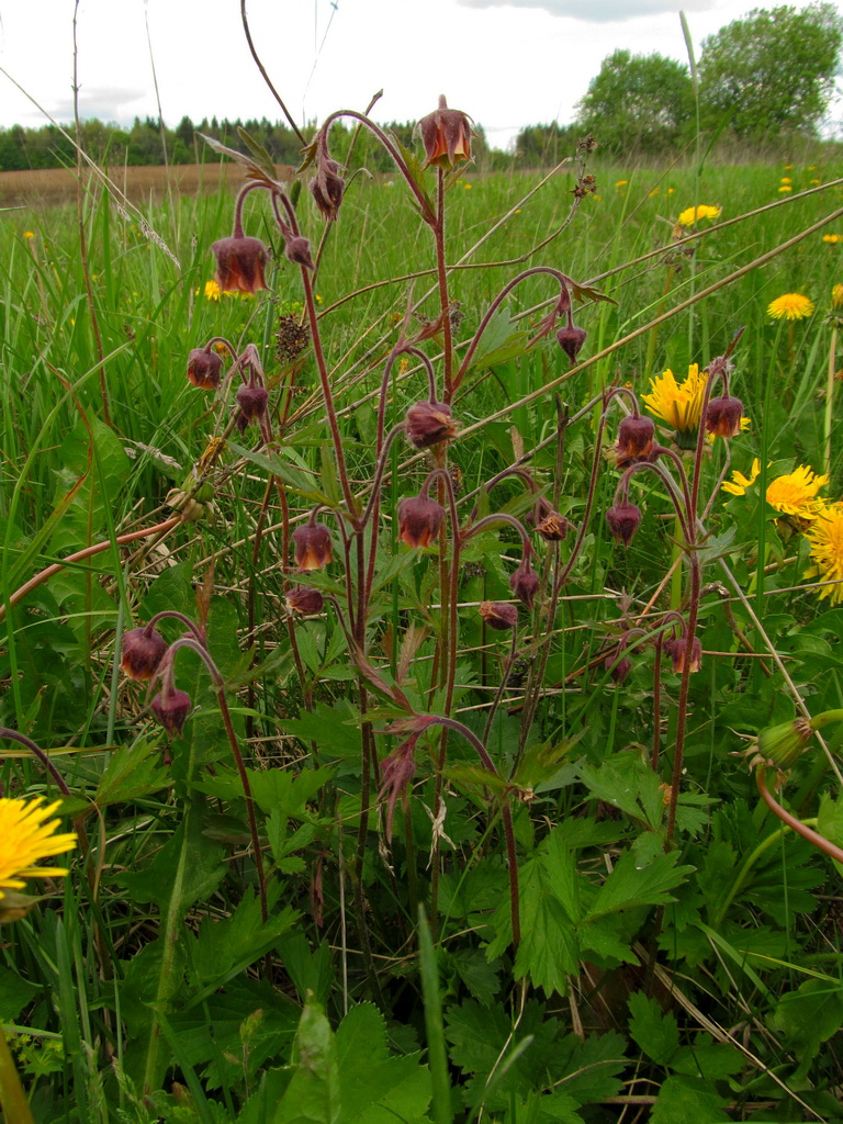 Image of Geum rivale specimen.