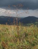 Chaerophyllum bulbosum. Плодоносящее растение. Краснодарский край, м/о г. Геленджик, хр. Маркотх, гора Иорданова, выс. ≈ 650 м н.у.м., горный луг. 23.07.2016.
