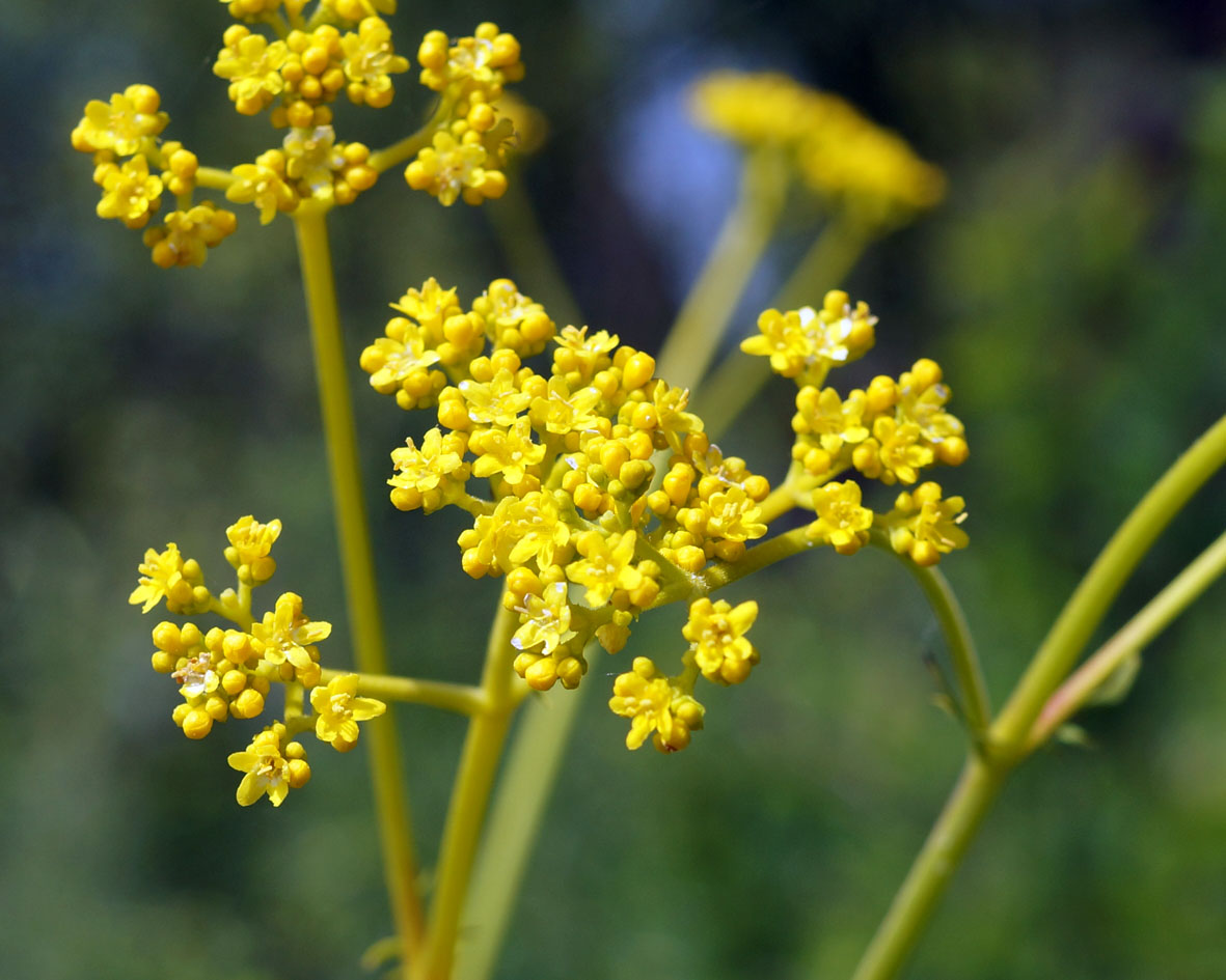 Image of Patrinia scabiosifolia specimen.