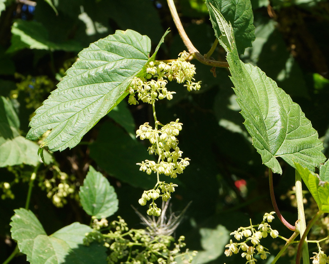 Изображение особи Humulus lupulus.