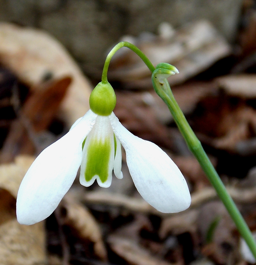 Изображение особи Galanthus plicatus.