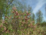 Salix krylovii