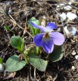 Viola ambigua