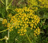 Ferula songarica. Часть соцветия. Восточный Казахстан, Кокпектинский р-н, 25 км в горы от с. Пантелеймоновка, сопка, ок. 1000 м н.у.м. 14.06.2016.