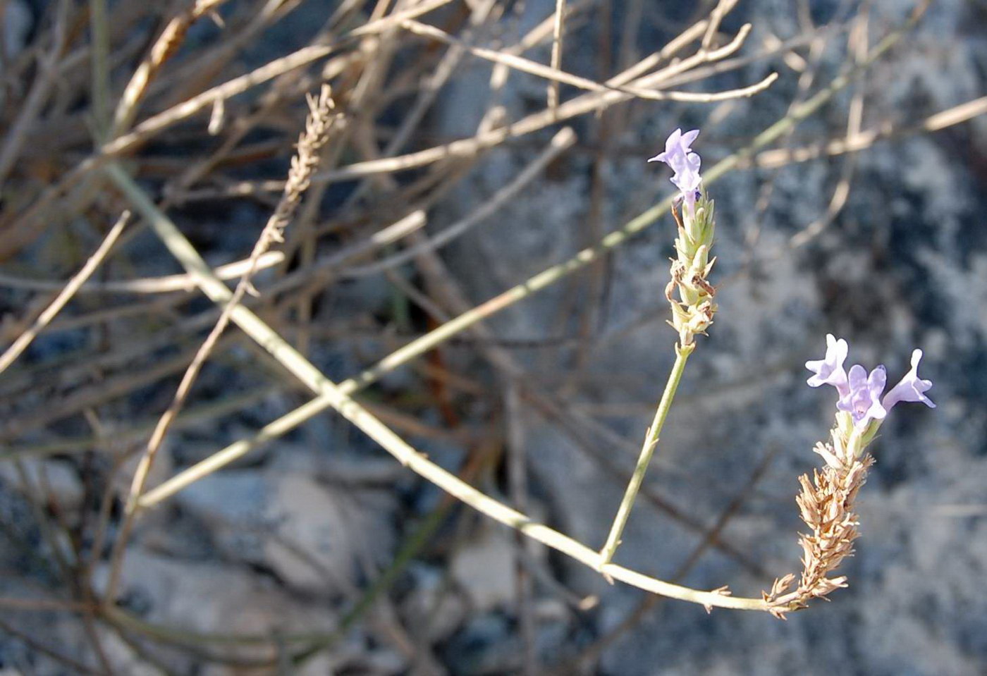 Image of Lavandula subnuda specimen.