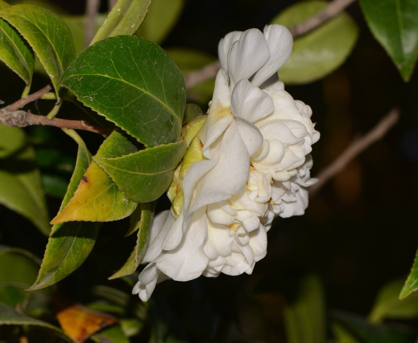 Image of Camellia japonica specimen.