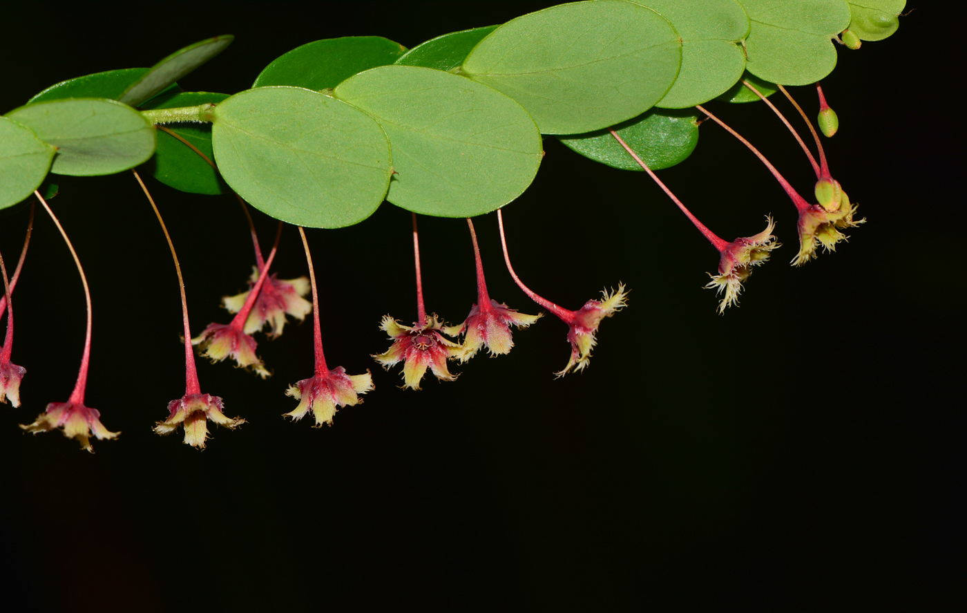 Изображение особи Phyllanthus pulcher.