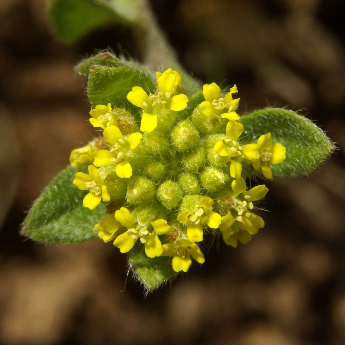 Изображение особи Alyssum simplex.