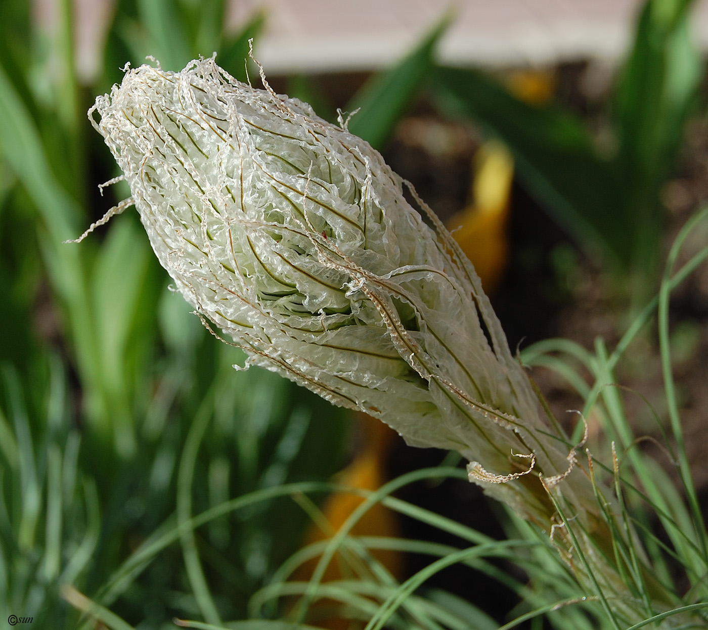 Image of Asphodeline taurica specimen.