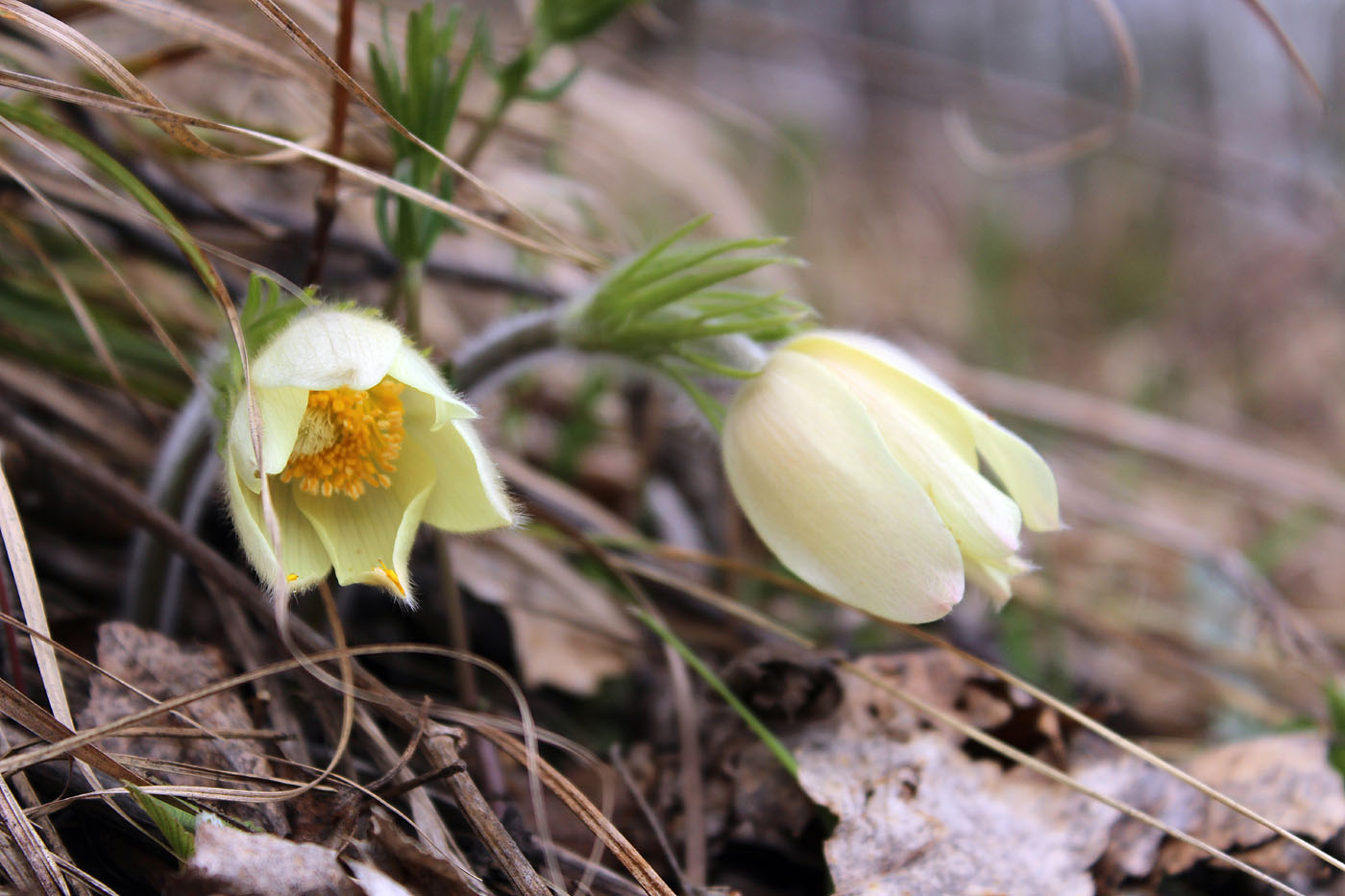 Image of Pulsatilla uralensis specimen.