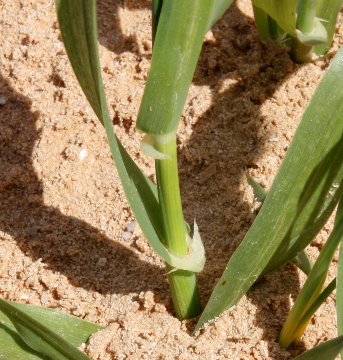 Image of Hordeum vulgare specimen.