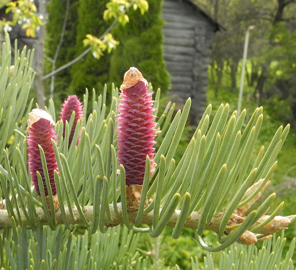 Image of Abies concolor specimen.