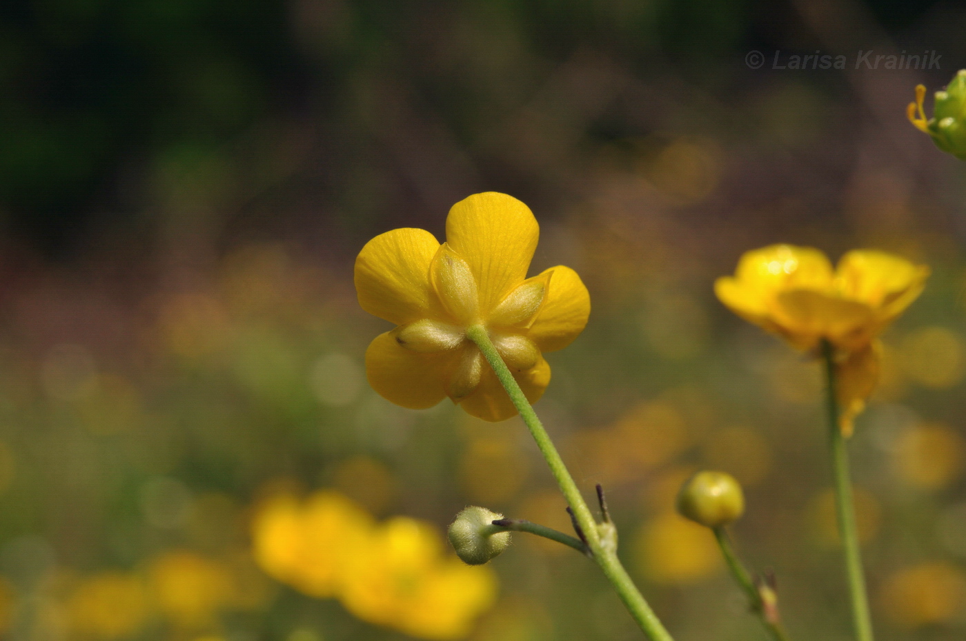 Изображение особи Ranunculus japonicus.