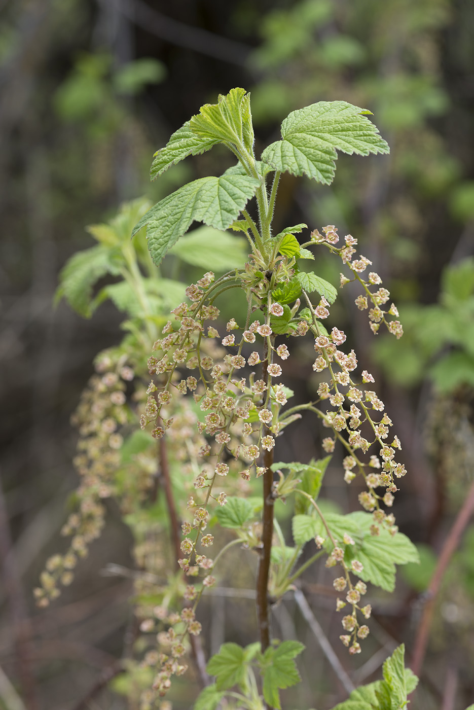 Изображение особи Ribes spicatum.