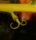 Codiaeum variegatum