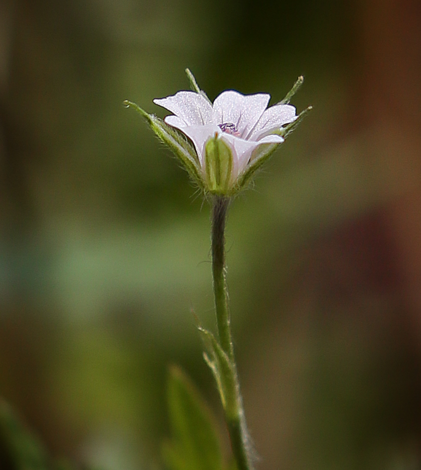 Изображение особи Geranium sibiricum.