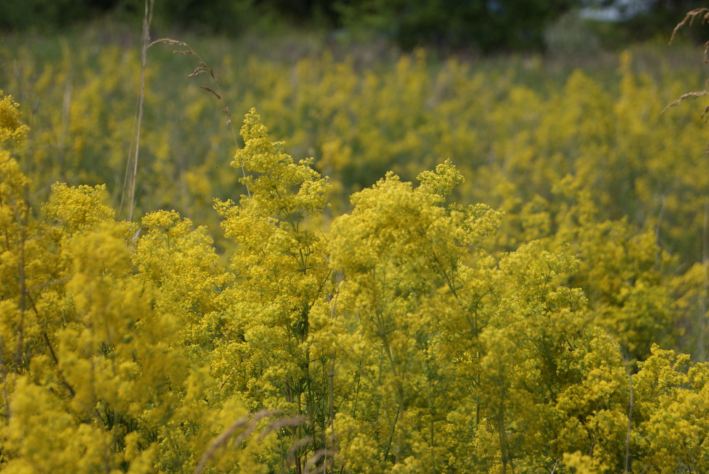 Image of Galium verum specimen.