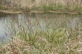 Sesleria caerulea