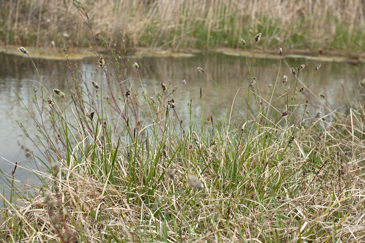 Изображение особи Sesleria caerulea.