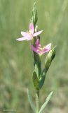 Centaurium spicatum. Верхушка побега с цветками. Краснодарский край, Ейский лиман, коса Глафировская, на глинисто-ракушечном солончаке. 28.06.2017.